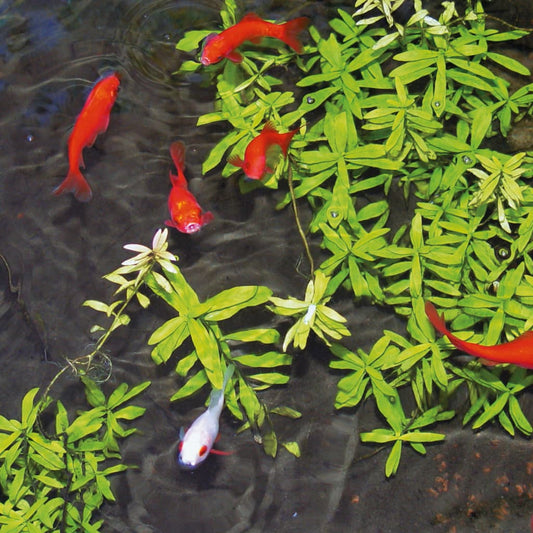 Ubbink Úprava Vody V Jezírku Aqua Clear