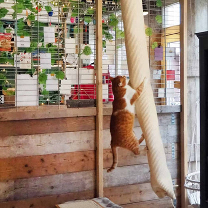 Quapas! Lezecký Pytel Pro Kočky Sisal 180 Cm